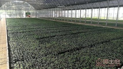 【陕西千红种苗杯苗容器苗供应