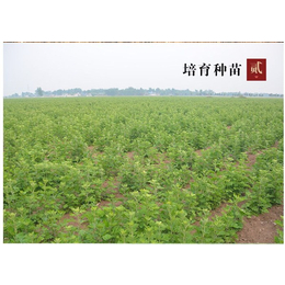 陕西艾草,艾草种植技术,艾奇易(*商家)