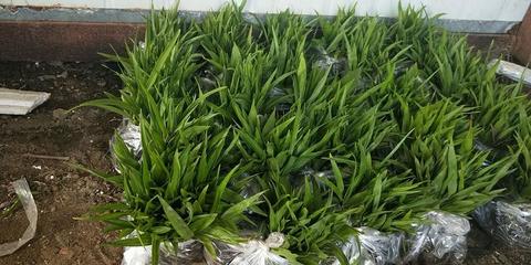 [白芨种苗批发]陕西商洛山阳县白芨种苗 0.90元/棵纯紫花白芨 _ 一亩田