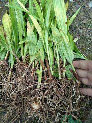 [白芨种苗批发]陕西商洛山阳县白芨种苗 0.06元/棵纯紫花白芨 _ 一亩田
