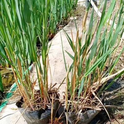 陕西盆栽芦苇苗厂家批发 榆林市盆栽芦苇种苗种植基地