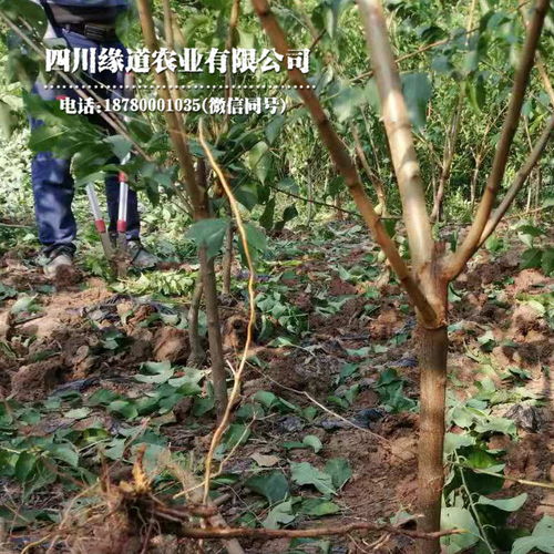【湖北凤凰李子苗育苗技术湖北凤凰李子苗今年价格】- 
