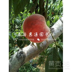 【广西黄金蜜4号桃树苗价格】-
