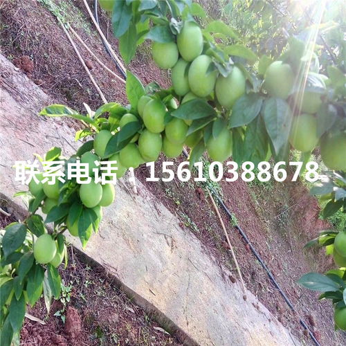 【嫁接李子苗、嫁接李子苗批发价格】- 