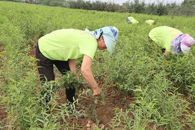 巴旦木在河北能生长吗?巴旦木一亩地能产多少斤?