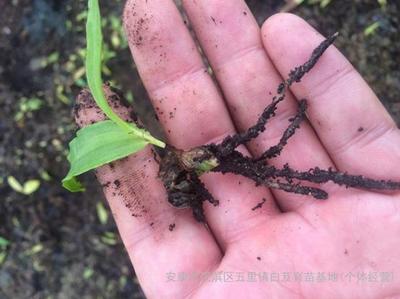 紫花三叉白芨种苗批发_紫花三叉白芨苗厂家_白芨种苗直销-陕西省安康市汉滨区五里白芨育苗基地(个体经营)