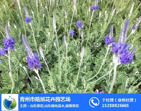 陕西薰衣草 薰衣草哪家好 青州皓旭花卉 优质商家