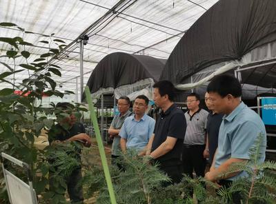 宝鸡市麟游县林业局率团来略考察杜仲产业洽谈合作事宜