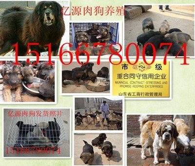 陕西榆林附近地区那有卖肉狗的吗榆林哪里能买到肉狗狗崽种苗产品的资料 - 山东机电网