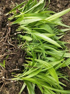 [白芨种苗批发]陕西商洛山阳县白芨种苗 0.90元/棵白芨种苗 _ 一亩田