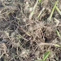 陕西白芨种苗