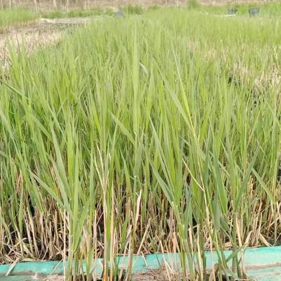 陕西盆栽芦苇苗厂家批发 榆林市盆栽芦苇种苗种植基地