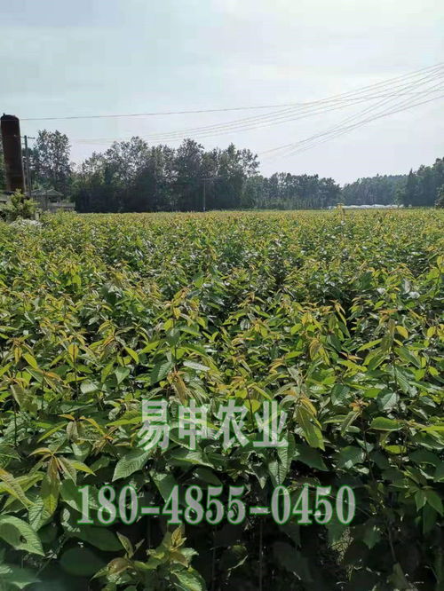 【青脆李子树苗_陕西青脆李子树苗价格_青脆李苗怎么种植】- 