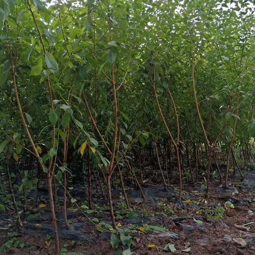 【哪里有优质李子树苗,李子苗如何种植管理】- 