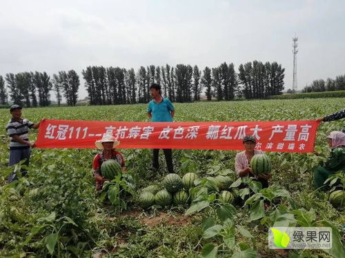 2020西瓜种子价格行情走势 中国西瓜种子网