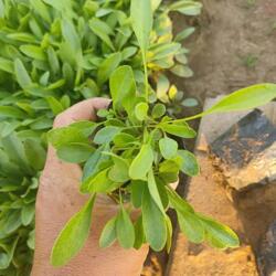 陕西金鸡菊种苗价格