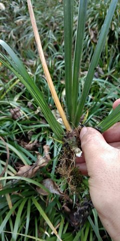 [批发]陕西汉中西乡县 0.50元/株苍蒲种苗 _ 一亩田