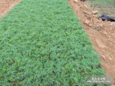 华山松图片 8张 陕西宝鸡基地_绿化小苗图片