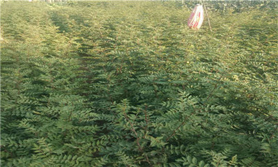 花椒种苗厂家-山西鲜花椒苗子-陕西鲜花椒苗子