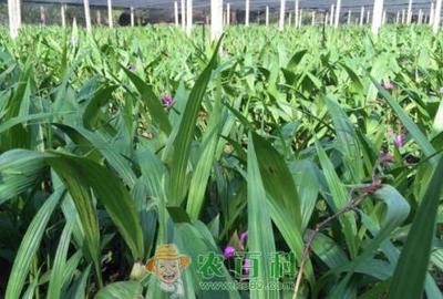 价格下跌 白及种植赚钱吗?(图文)