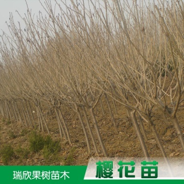 供应陕西樱花苗 樱花种苗 樱花种子 樱花树 樱花树苗