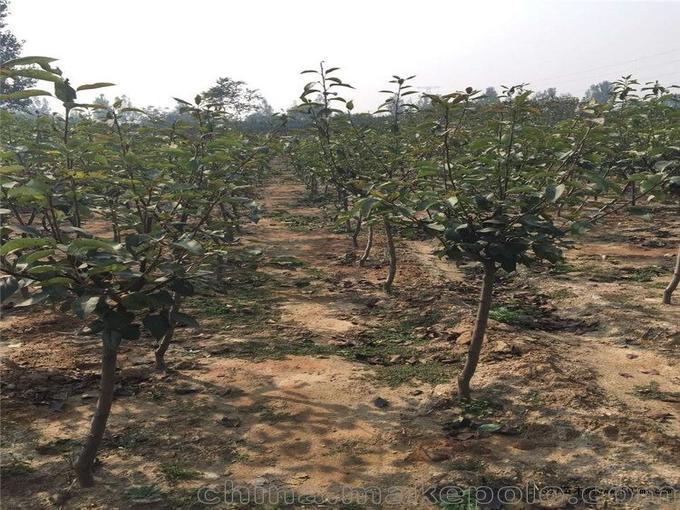 陕西八月红梨种苗基地
