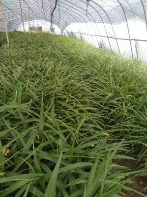 [白芨种苗批发]陕西商洛山阳县白芨种苗 0.40元/棵优质白芨苗 _ 一亩田