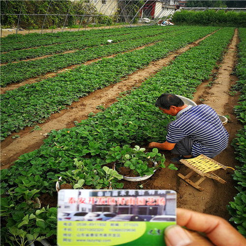 咖啡草莓种苗种植时间,陕西省商洛市财宝草莓苗