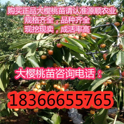 青海省齐早樱桃树苗多少钱