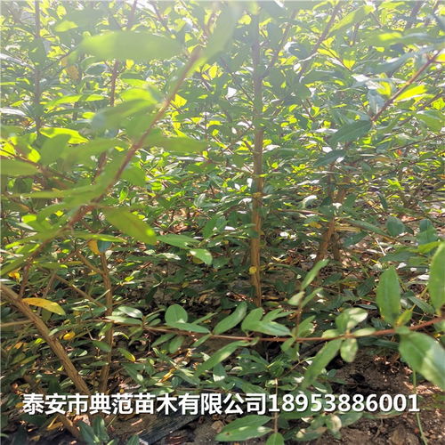 石榴树苗多少钱 石榴苗产地直销