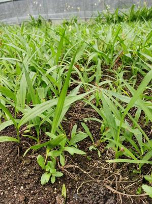 [三叉白芨种苗批发]陕西商洛商州区白芨种苗 9.80元/件样品通 _ 一亩田
