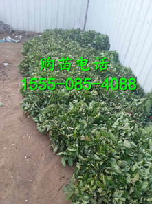 二代奶油草莓苗泌阳价格