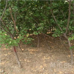 【杏树苗果实着色陕西凯特杏苗】-