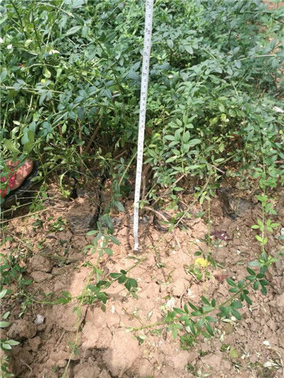 资讯 杨凌迎春花树苗 陕西本地路边适合绿化 裕盛裕森苗圃