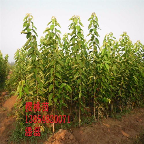 【黑珍珠樱桃苗、黑珍珠樱桃树苗新品种、黑珍珠樱桃树树苗价格多少】- 