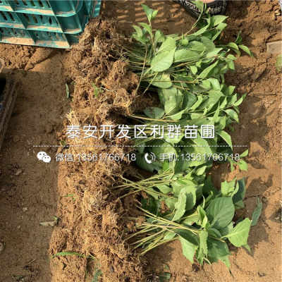 陕西15公分樱桃树苗品种