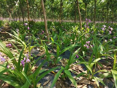 [白芨种苗批发]陕西商洛商州区白芨种苗 0.55元/棵白芨苗子, _ 一亩田