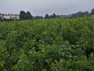 重庆大渡口蜂糖李子树苗哪里有,重庆大渡口蜂糖李子树苗销售