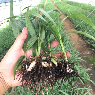 [白芨种苗批发]陕西汉中汉台区白芨种苗 0.60元/棵白芨苗子紫 _ 一亩田