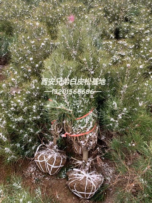 有收白皮松树苗的吗 铜川