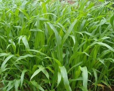 【供应青海墨西哥玉米种子价格】价格,厂家,其他种子、种苗-搜了网
