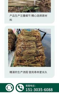 陕西芦苇苗种植施工 延安市盆栽芦苇种苗销售