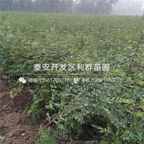 【4公分青花椒树苗价格】- 
