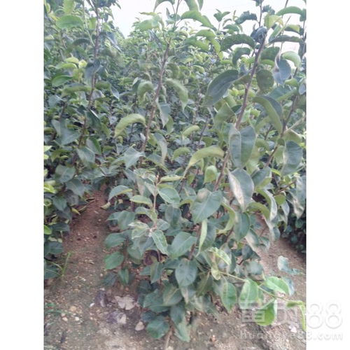 【陕西2公分翠冠梨树苗价格、2公分翠冠梨树苗批发基地现挖现卖】- 