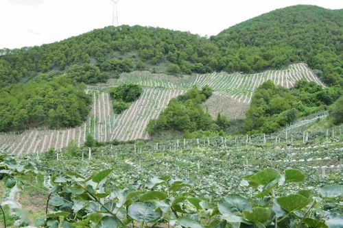 农村党员施振虎 产业发展的 开路先锋
