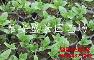 【陕西龙藏红猕猴桃树苗种植基地】-