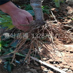 陕西樱桃树苗苗圃