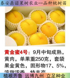 中桃金蜜桃树苗血桃价格陕西陕西中桃金蜜桃树苗