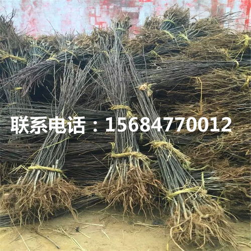 金果梨树苗 金果梨树苗价格及报价