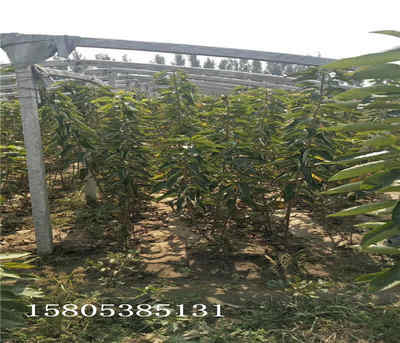 新闻 山东莱芜矮化樱桃树苗哪的好
